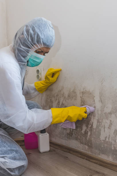 Best Attic Mold Removal  in Ramblewood, NJ