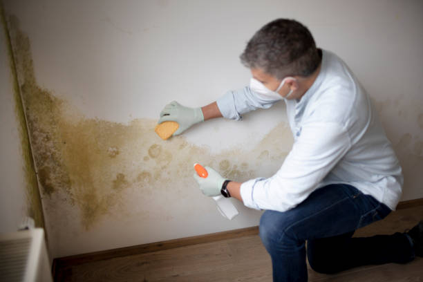 Best Post-Construction Mold Inspection  in Ramblewood, NJ